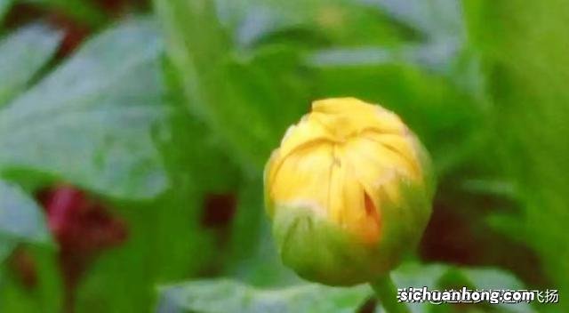 网红打卡地,顺峰山公园,既大气,又娇俏,它为什么会那么红?