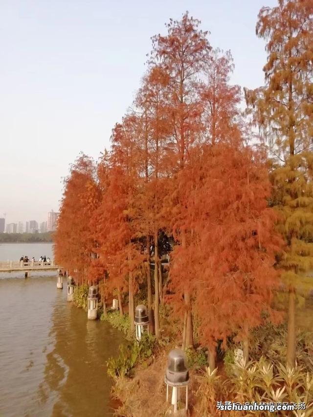 网红打卡地,顺峰山公园,既大气,又娇俏,它为什么会那么红?