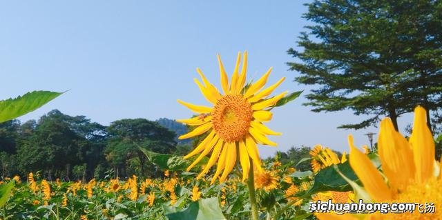 网红打卡地,顺峰山公园,既大气,又娇俏,它为什么会那么红?