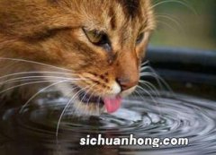 怎么让猫喝水