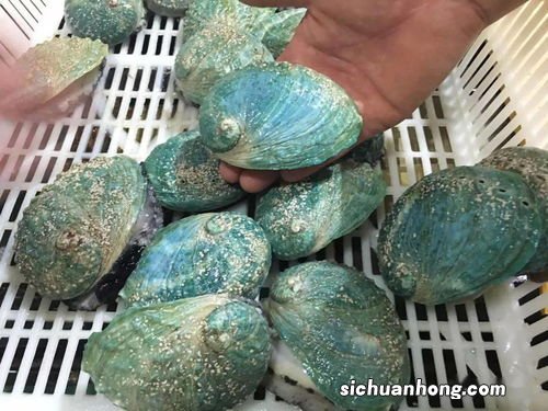 干鲍鱼不能同什么同吃