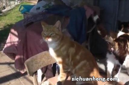 为什么没人吃猫肉