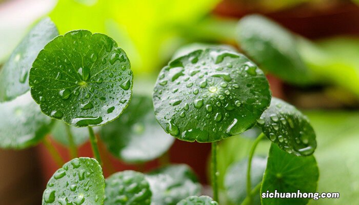 家里养铜钱草风水禁忌 铜钱草水培方法