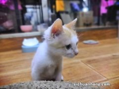 猫咪可以托运吗