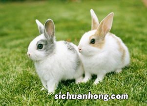 bunny和rabbit的区别是什么