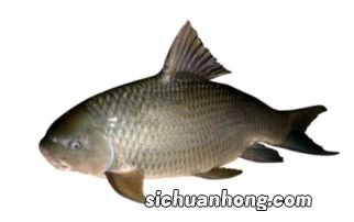 鱼怎么洗才没有腥味