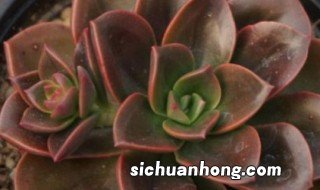 巧克力多肉养殖方法和注意事项 多肉巧克力的养殖方法