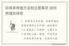 珍珠草养殖方法和注意事项 如何养殖珍珠草