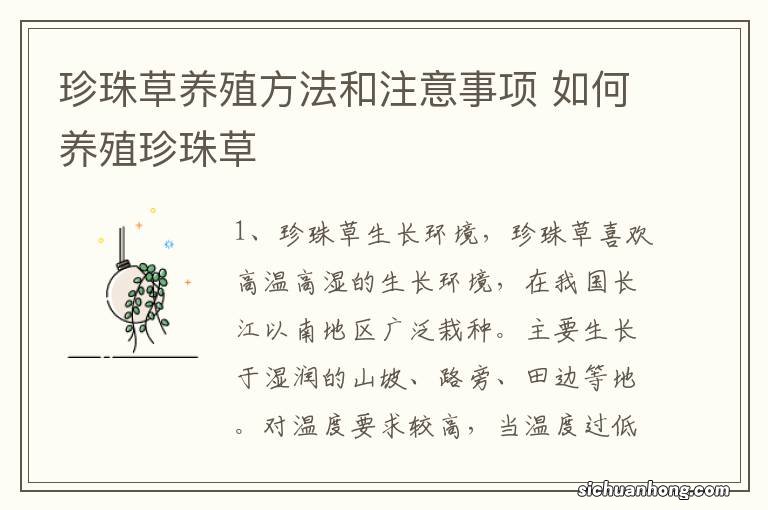 珍珠草养殖方法和注意事项 如何养殖珍珠草