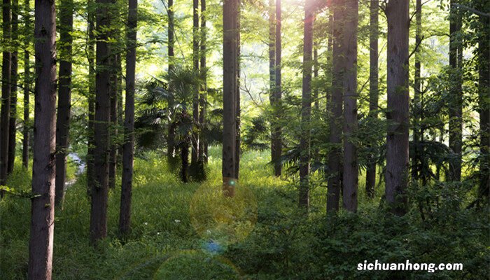 幸福树夏天养殖方法和注意事项