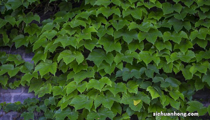 常春藤叶子变干枯了是啥原因呢 常春藤叶子变干枯了是啥原因