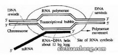 原核生物与真核生物的区别