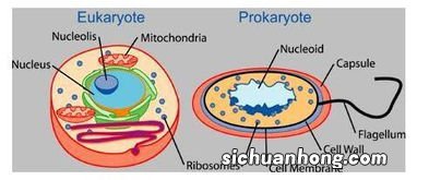 原核生物与真核生物的区别