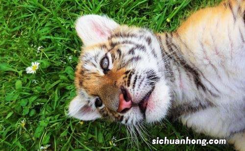 猫为什么不怕老虎