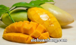 种植芒果的方法视频 种植芒果的方法