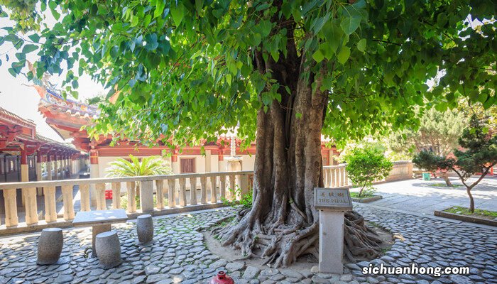 在我国树的年轮较疏的一面是什么面 年轮较疏的一面是什么面