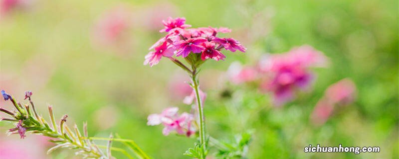 龙吐珠一年开几次花 龙吐珠一年四季都开花吗