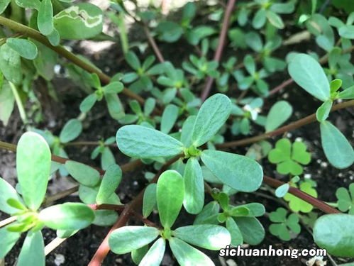 马苋菜有什么药用