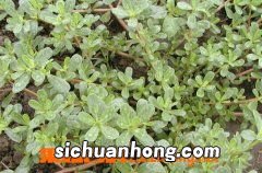马苋菜有什么药用