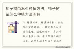 柿子树苗怎么种植方法，柿子树苗怎么种植方法图解