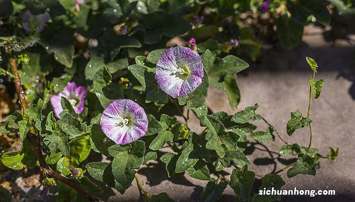 牵牛花和什么昆虫活动的时间相吻合 牵牛花和什么昆虫相吻合