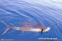 锦鲤浮在水面怎么回事