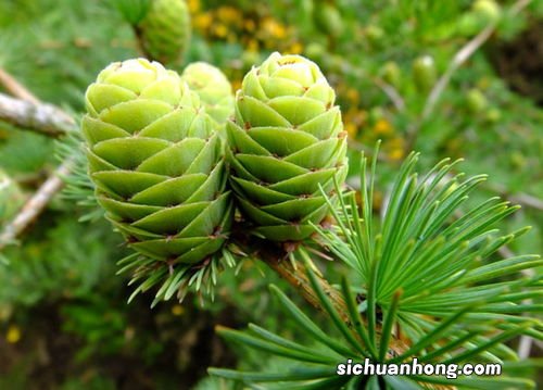 被子植物和裸子植物的区别