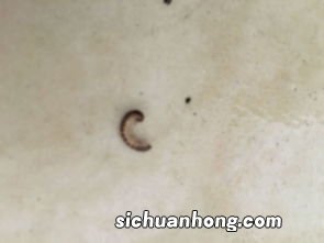 家里为什么突然有床虱