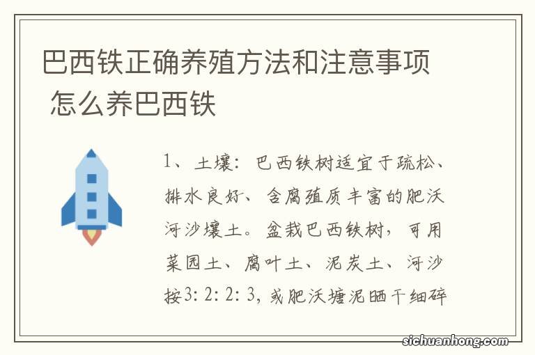 巴西铁正确养殖方法和注意事项 怎么养巴西铁