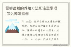 雪柳盆栽的养殖方法和注意事项 怎么养殖雪柳