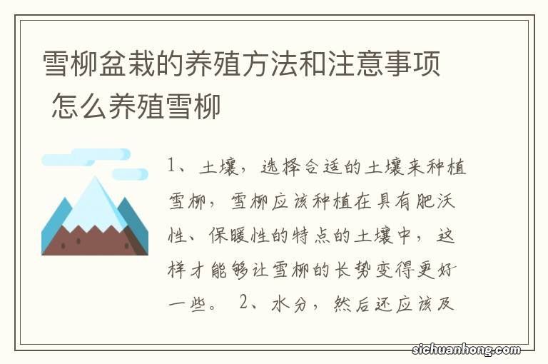 雪柳盆栽的养殖方法和注意事项 怎么养殖雪柳