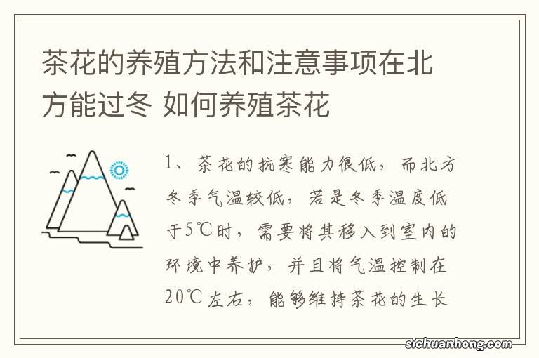 茶花的养殖方法和注意事项在北方能过冬 如何养殖茶花