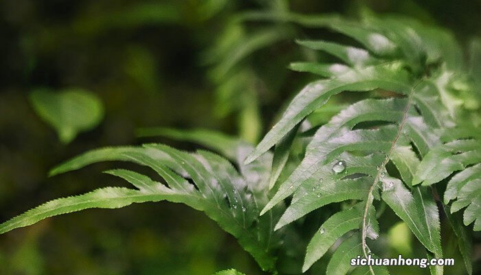 刺瓣绿绒蒿茎杆上为什么有刺蚂蚁森林 刺瓣绿绒蒿茎杆上为什么有刺