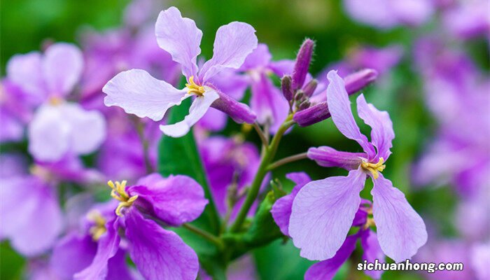 二月兰种植方法和时间图片 二月兰种植方法和时间