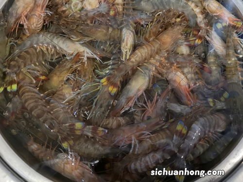活虾可以直接冷冻吗