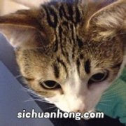 怎么逗猫