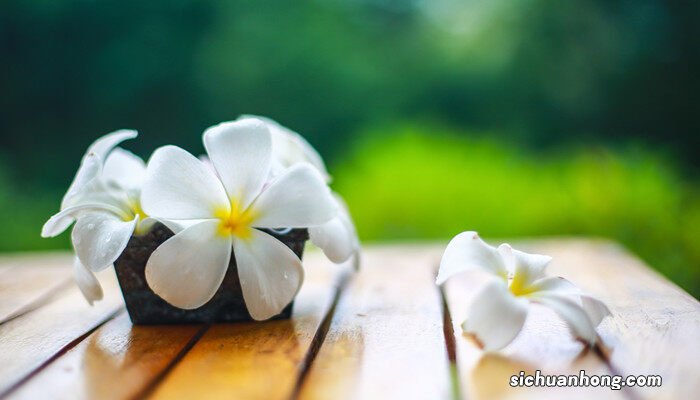 代表再见告别的花语有哪些 代表再见告别的花语