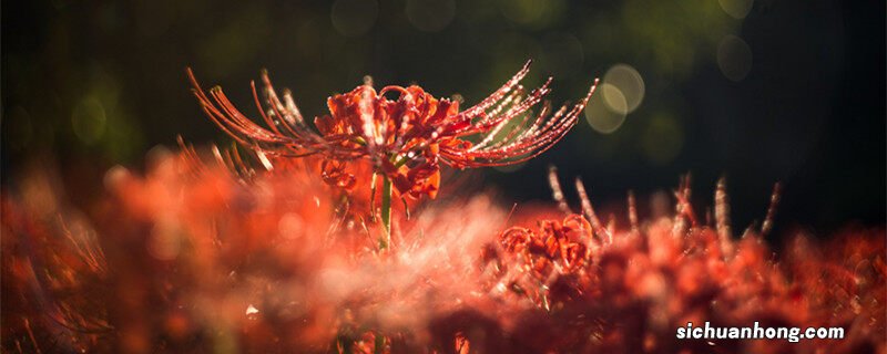 代表再见告别的花语有哪些 代表再见告别的花语