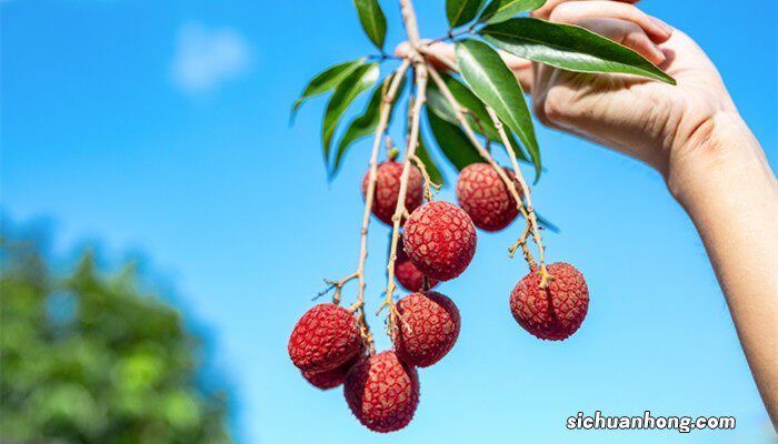 荔枝核发芽了怎么种植 荔枝核发芽了怎么种