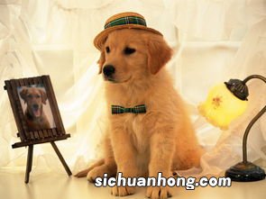 小狗肠鸣怎么办