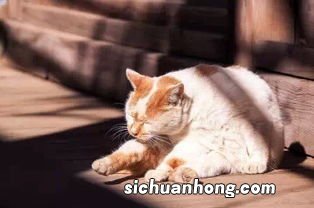 猫糊了是什么意思猫为什么会变糊