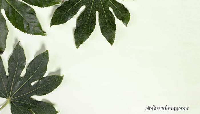 八角金盘是乔木还是灌木植物 八角金盘是乔木还是灌木