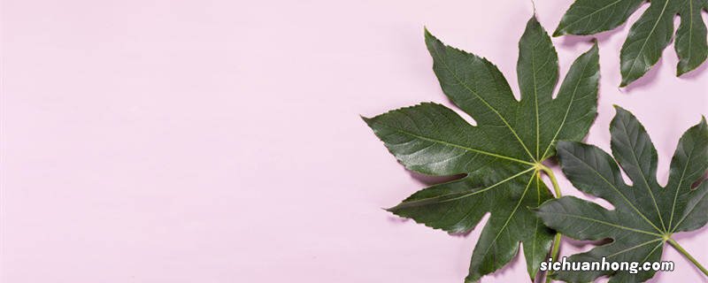 八角金盘是乔木还是灌木植物 八角金盘是乔木还是灌木