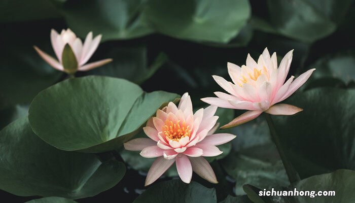 宝莲灯叶斑病图片 宝莲灯叶子锈斑如何处理