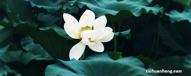 宝莲灯叶斑病图片 宝莲灯叶子锈斑如何处理