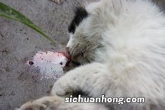 猫猫从高处摔下怎么办