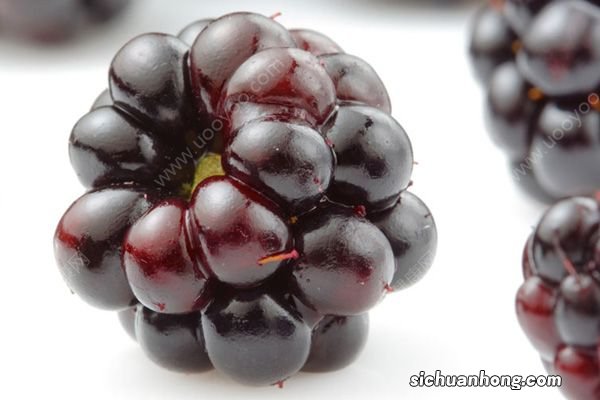 黑莓是什么水果?黑莓水果多少钱一斤?