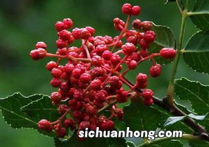 新鲜花椒如何长期保鲜