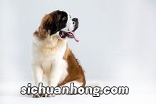 治愈犬有哪些品种