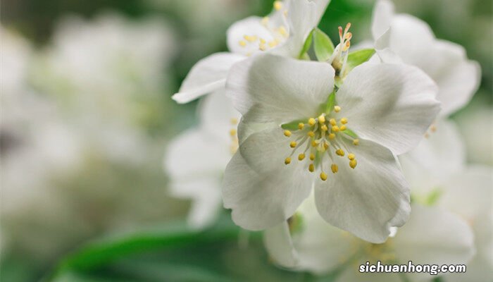 茉莉花夏季的养殖方法和注意事项